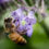 Semez des plantes mellifères pour nourrir les abeilles